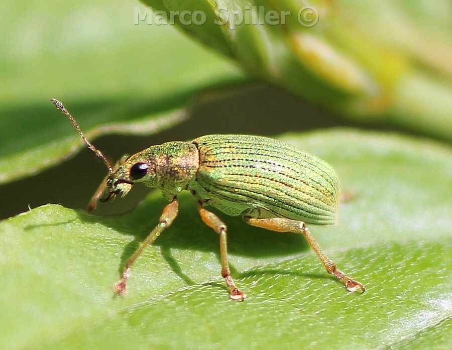 Polydrusus sericeus - si , Polydrusus formosus